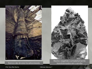 Restos vegetais completamente
   Tronco de árvore incarbonizado                            transformados em carvão
Prof. Ana Rita Rainho               Ciências Naturais 7                               21
 