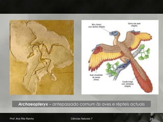 Archaeopteryx – antepassado comum às aves e répteis actuais


Prof. Ana Rita Rainho          Ciências Naturais 7                   28
 