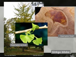 Exemplar fóssil



            Exemplar actual


                                                    Ginkgo biloba
Prof. Ana Rita Rainho         Ciências Naturais 7                   30
 