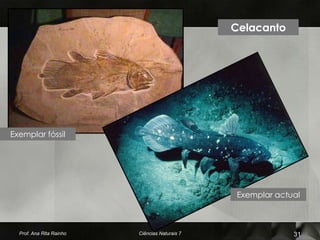 Celacanto




Exemplar fóssil




                                                Exemplar actual



  Prof. Ana Rita Rainho   Ciências Naturais 7                31
 