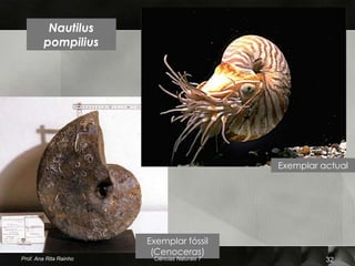 Nautilus
         pompilius




                                               Exemplar actual




                        Exemplar fóssil
                         (Cenoceras)
Prof. Ana Rita Rainho    Ciências Naturais 7             32
 
