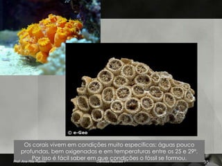 Os corais vivem em condições muito específicas: águas pouco
     profundas, bem oxigenadas e em temperaturas entre os 25 e 29º.
            Por isso é fácil saber em Ciências condições o fóssil se formou.
Prof. Ana Rita Rainho
                                      que Naturais 7
                                                                               35
 