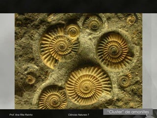 “Cluster” de amonites
Prof. Ana Rita Rainho   Ciências Naturais 7                      4
 