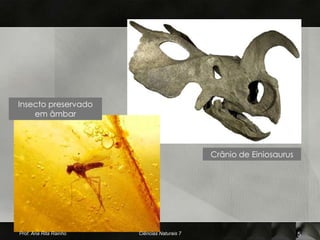 Insecto preservado
    em âmbar




                                              Crânio de Einiosaurus




Prof. Ana Rita Rainho   Ciências Naturais 7                           5
 