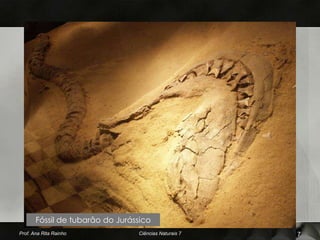 Fóssil de tubarão do Jurássico
Prof. Ana Rita Rainho            Ciências Naturais 7   7
 