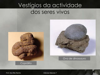 Vestígios da actividade
                      dos seres vivos




                                                      Ovo de dinossauro
                    Coprólito


Prof. Ana Rita Rainho           Ciências Naturais 7                       8
 