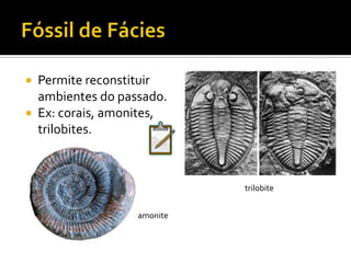 Fóssil Vivo É um ser vivo idêntico aos fósseis da mesma espécie que a sua, com milhões de anos.GinkgobilobaFóssil de Nautiluscom 200 M.a.