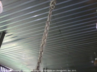 Fósseis de dinossauros do museu arqueológico de Peirópolis em Uberaba/MG, dez. 2013.
 