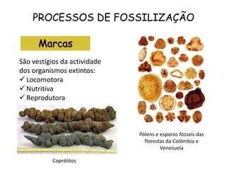 PROCESSOS DE FOSSILIZAÇÃO
Marcas
São vestígios da actividade
dos organismos extintos:
 Locomotora
 Nutritiva
 Reprodutora
Pólens e esporos fósseis das
florestas da Colômbia e
Venezuela
Coprólitos
 