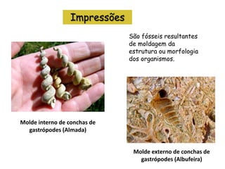 Impressões
Molde interno de conchas de
gastrópodes (Almada)
São fósseis resultantes
de moldagem da
estrutura ou morfologia
dos organismos.
Molde externo de conchas de
gastrópodes (Albufeira)
 