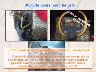 Mamute conservado no geloIdade  aproximada – 23 mil anos.Este animal encontrado na Sibéria é um Mamute, uma espécie de elefante pré-histórico.      O animal é do sexo masculino e encontra-se em bom estado de conservação, por isso os cientistas optaram por levar o exemplar para uma caverna localizada em Khatanga na Sibéria, onde a temperatura se mantém sempre abaixo de 0 ºC.