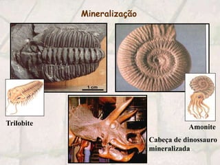 MineralizaçãoTrilobite   AmoniteCabeça de dinossauro mineralizada