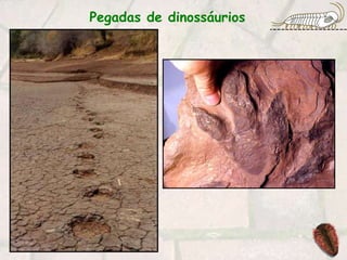 Pegadas de dinossáurios
