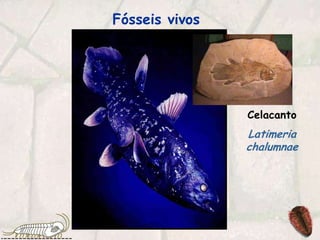 Fósseis vivosCelacantoLatimeria chalumnae
