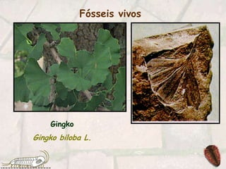 Fósseis vivosGingkoGingko biloba L.