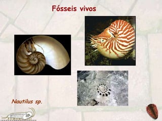 Fósseis vivosNautilus sp.