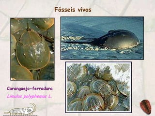 Fósseis vivosCaranguejo-ferraduraLimulus polyphemus L.