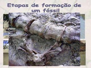 Etapas de formação de um fóssil