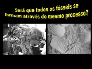 Será que todos os fósseis seformam através do mesmo processo?
