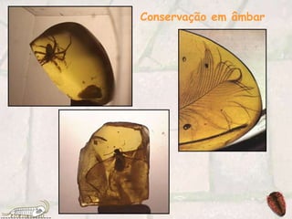 Conservação em âmbar