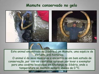 Mamute conservado no geloEste animal encontrado na Sibéria é um Mamute, uma espécie de elefante pré-histórico.      O animal é do sexo masculino e encontra-se em bom estado de conservação, por isso os cientistas optaram por levar o exemplar para uma caverna localizada em Khatanga na Sibéria, onde a temperatura se mantém sempre abaixo de 0 ºC.