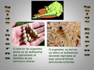 Molde ExternoMolde InternoO interior do organismo enche-se de sedimentos que reproduzem os detalhes da sua estrutura internaO organismo, ao morrer, cai sobre os sedimentos, deixando impressas as suas características estruturais externas
