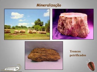 MineralizaçãoTroncos petrificados
