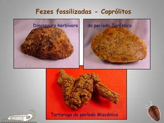 Fezes fossilizadas - CoprólitosDinossauro herbívoro       do período JurássicoTartaruga do período Miocénico