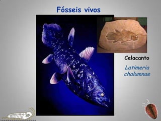 Fósseis vivosCelacantoLatimeria chalumnae