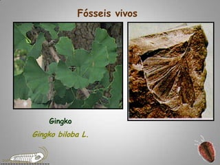 Fósseis vivosGingkoGingko biloba L.