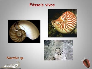 Fósseis vivosNautilus sp.