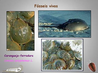 Fósseis vivosCaranguejo-ferraduraLimulus polyphemus L.