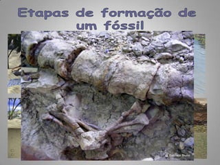 Etapas de formação de um fóssil