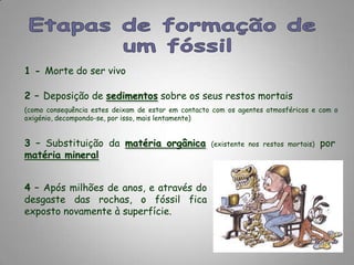 Etapas de formação de um fóssil1 - Morte do ser vivo2 – Deposição de sedimentos sobre os seus restos mortais(como consequência estes deixam de estar em contacto com os agentes atmosféricos e com o oxigénio, decompondo-se, por isso, mais lentamente)3 – Substituição da matéria orgânica(existente nos restos mortais) por matéria mineral4 – Após milhões de anos, e através do desgaste das rochas, o fóssil fica exposto novamente à superfície.
