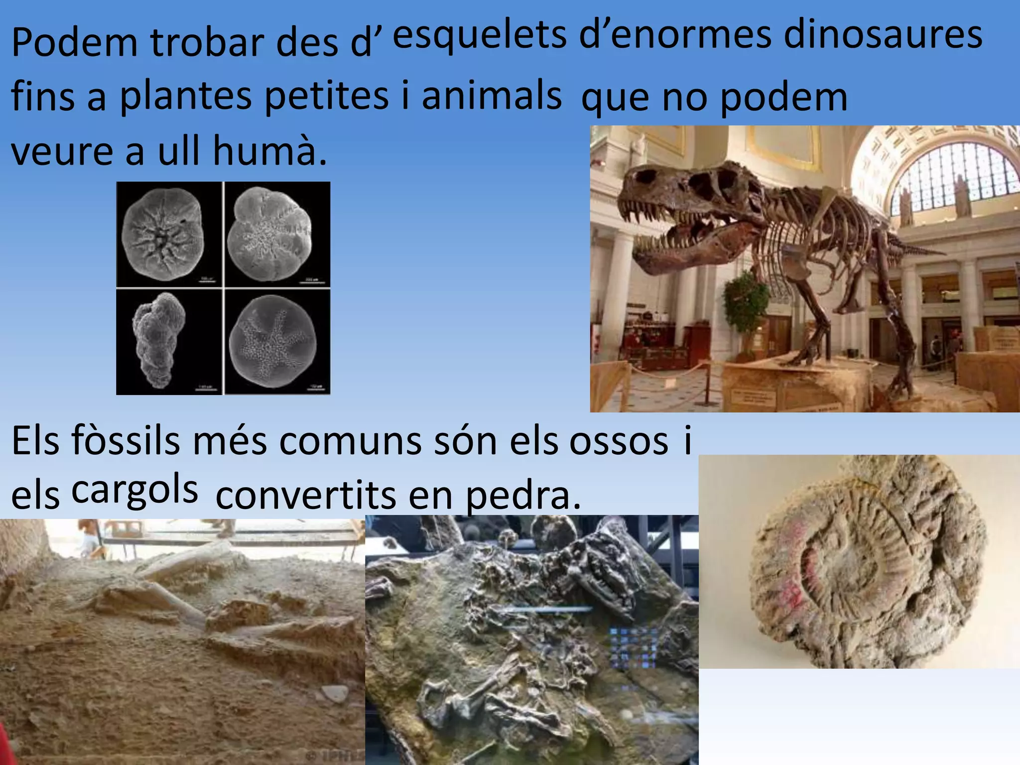 Podem trobar des d’ esquelets d’enormes dinosaures
fins a plantes petites i animals que no podem
veure a ull humà.




Els fòssils més comuns són els ossos i
els cargols convertits en pedra.
 