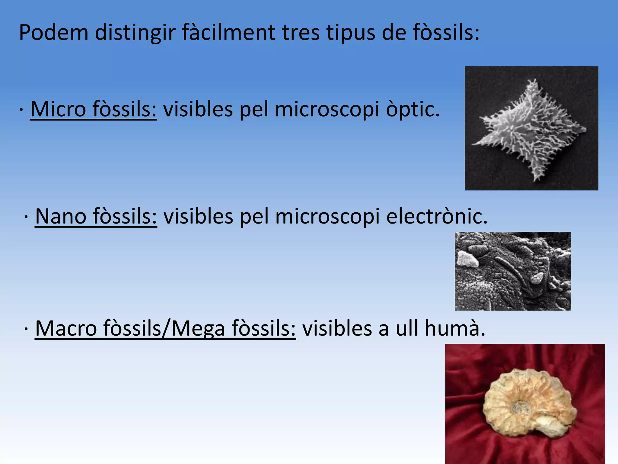 Podem distingir fàcilment tres tipus de fòssils:


· Micro fòssils: visibles pel microscopi òptic.



· Nano fòssils: visibles pel microscopi electrònic.



· Macro fòssils/Mega fòssils: visibles a ull humà.
 