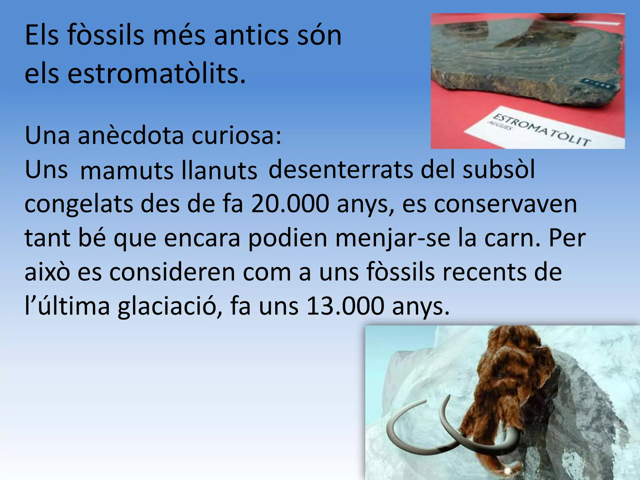 Els fòssils més antics són
els estromatòlits.
Una anècdota curiosa:
Uns mamuts llanuts desenterrats del subsòl
congelats des de fa 20.000 anys, es conservaven
tant bé que encara podien menjar-se la carn. Per
això es consideren com a uns fòssils recents de
l’última glaciació, fa uns 13.000 anys.
 