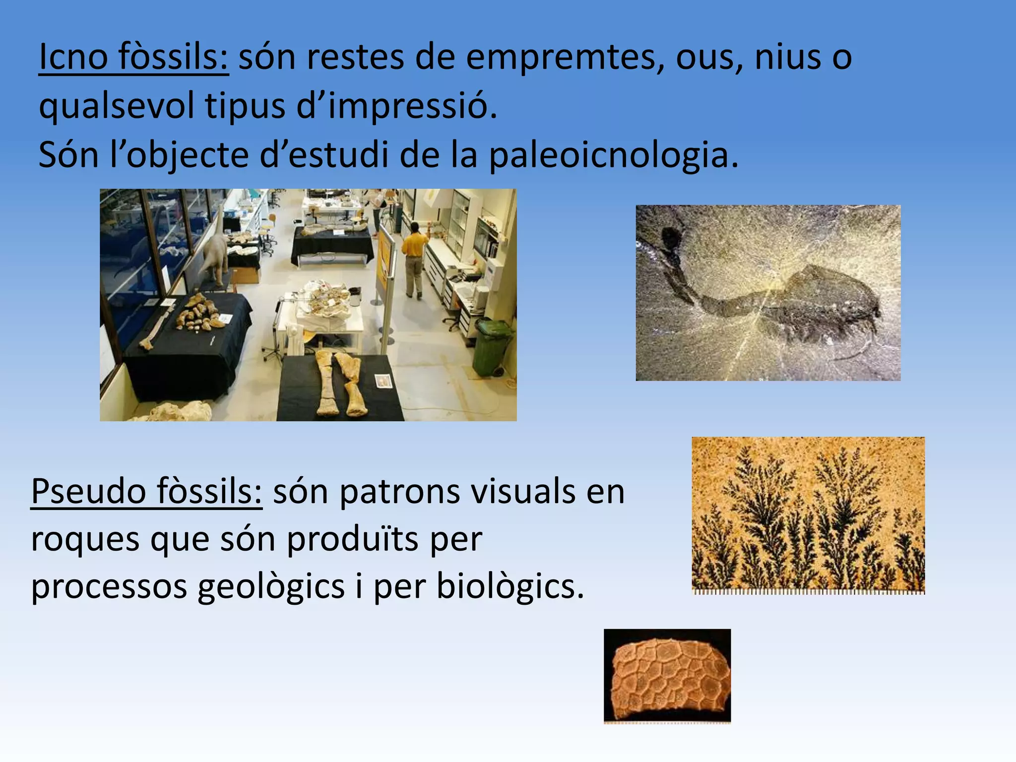 Icno fòssils: són restes de empremtes, ous, nius o
qualsevol tipus d’impressió.
Són l’objecte d’estudi de la paleoicnologia.




Pseudo fòssils: són patrons visuals en
roques que són produïts per
processos geològics i per biològics.
 