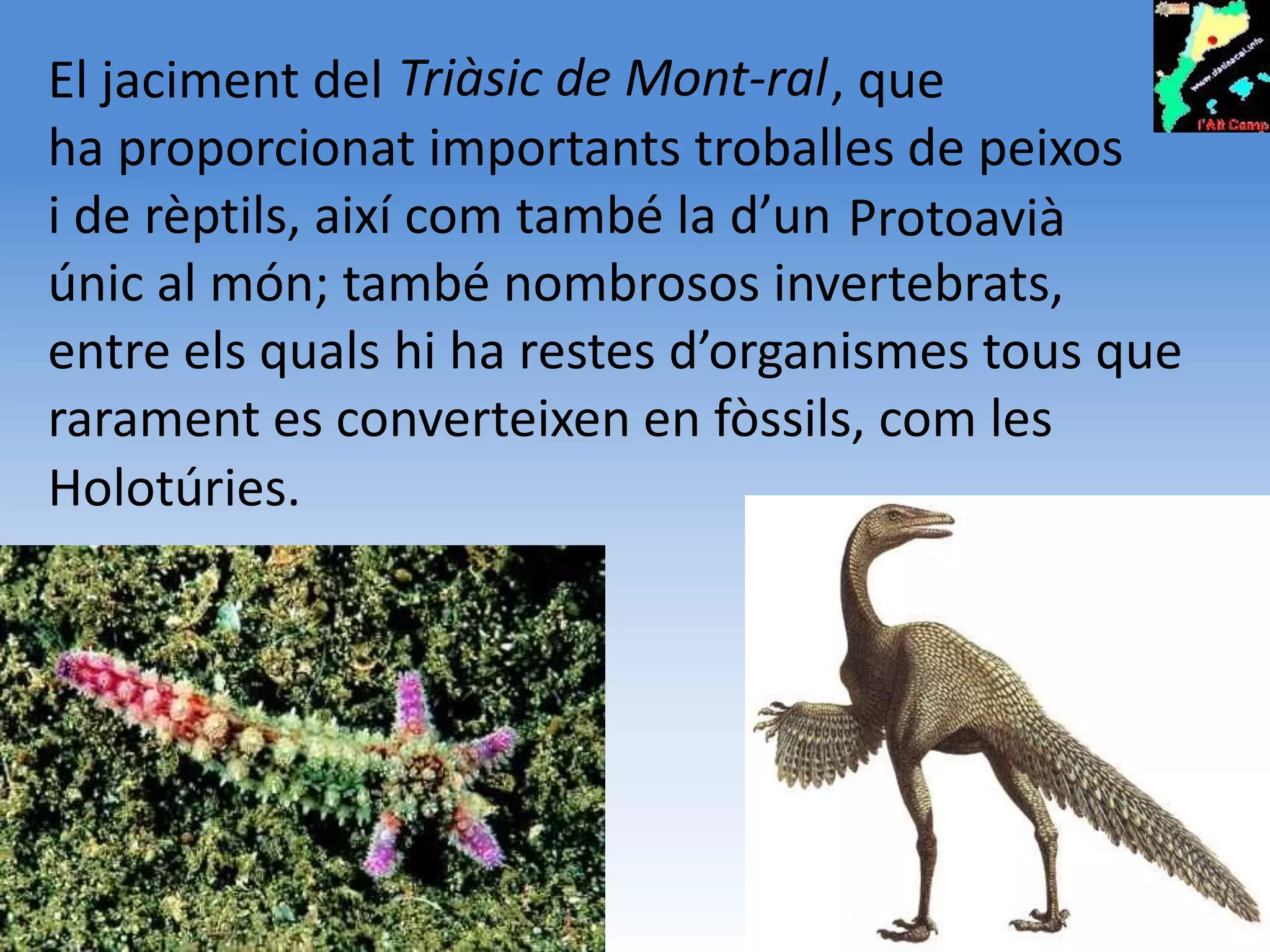 El jaciment del Triàsic de Mont-ral , que
ha proporcionat importants troballes de peixos
i de rèptils, així com també la d’un Protoavià
únic al món; també nombrosos invertebrats,
entre els quals hi ha restes d’organismes tous que
rarament es converteixen en fòssils, com les
Holotúries.
 