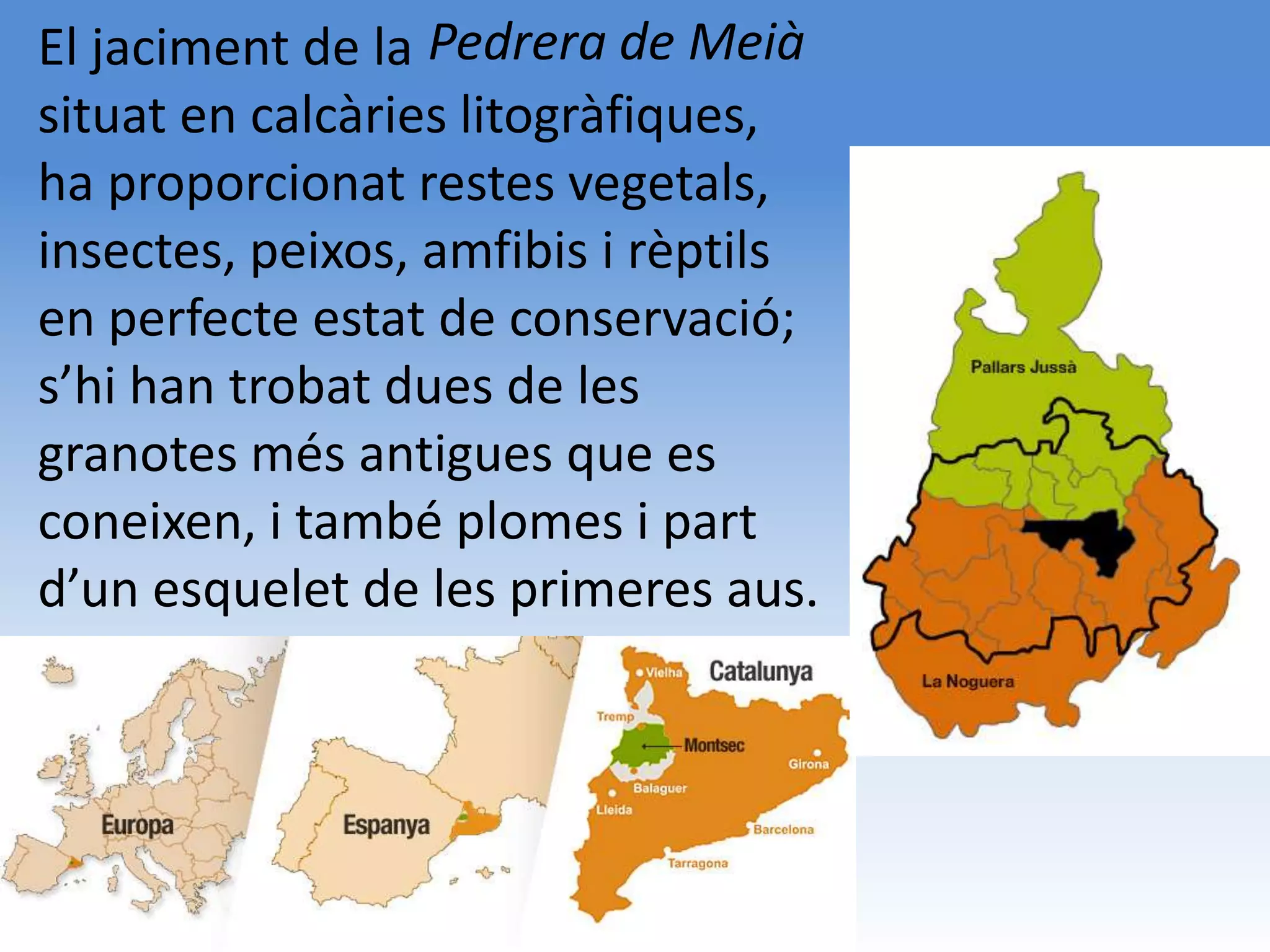 El jaciment de la Pedrera de Meià
situat en calcàries litogràfiques,
ha proporcionat restes vegetals,
insectes, peixos, amfibis i rèptils
en perfecte estat de conservació;
s’hi han trobat dues de les
granotes més antigues que es
coneixen, i també plomes i part
d’un esquelet de les primeres aus.
 