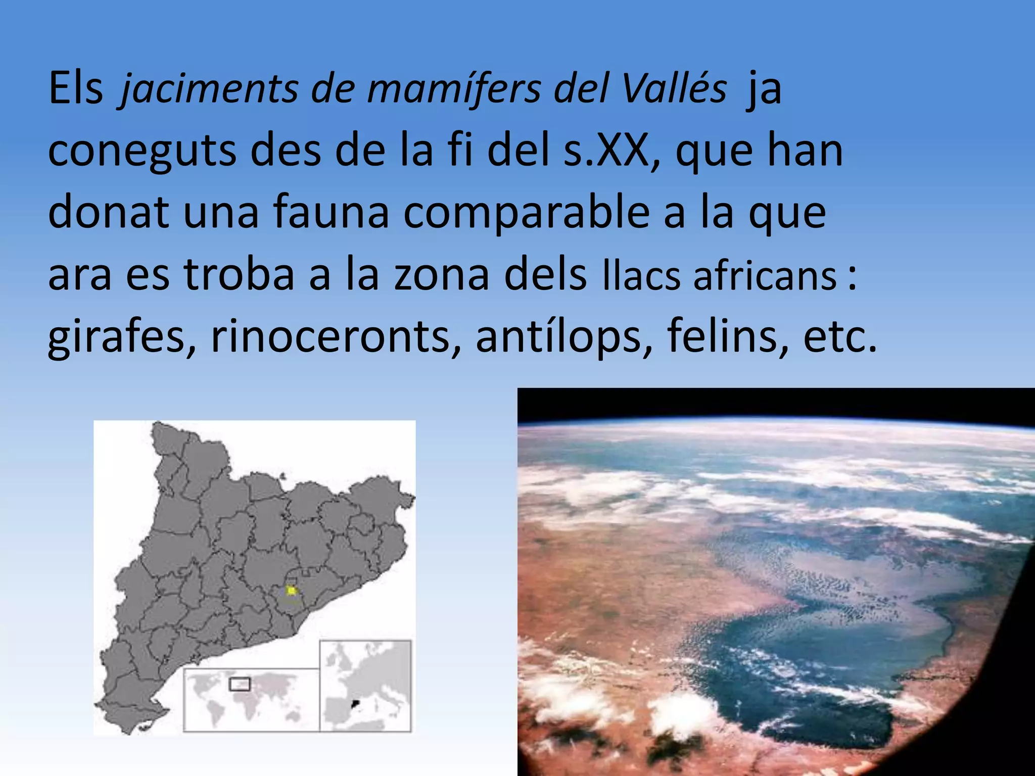 Els jaciments de mamífers del Vallés ja
coneguts des de la fi del s.XX, que han
donat una fauna comparable a la que
ara es troba a la zona dels llacs africans :
girafes, rinoceronts, antílops, felins, etc.
 