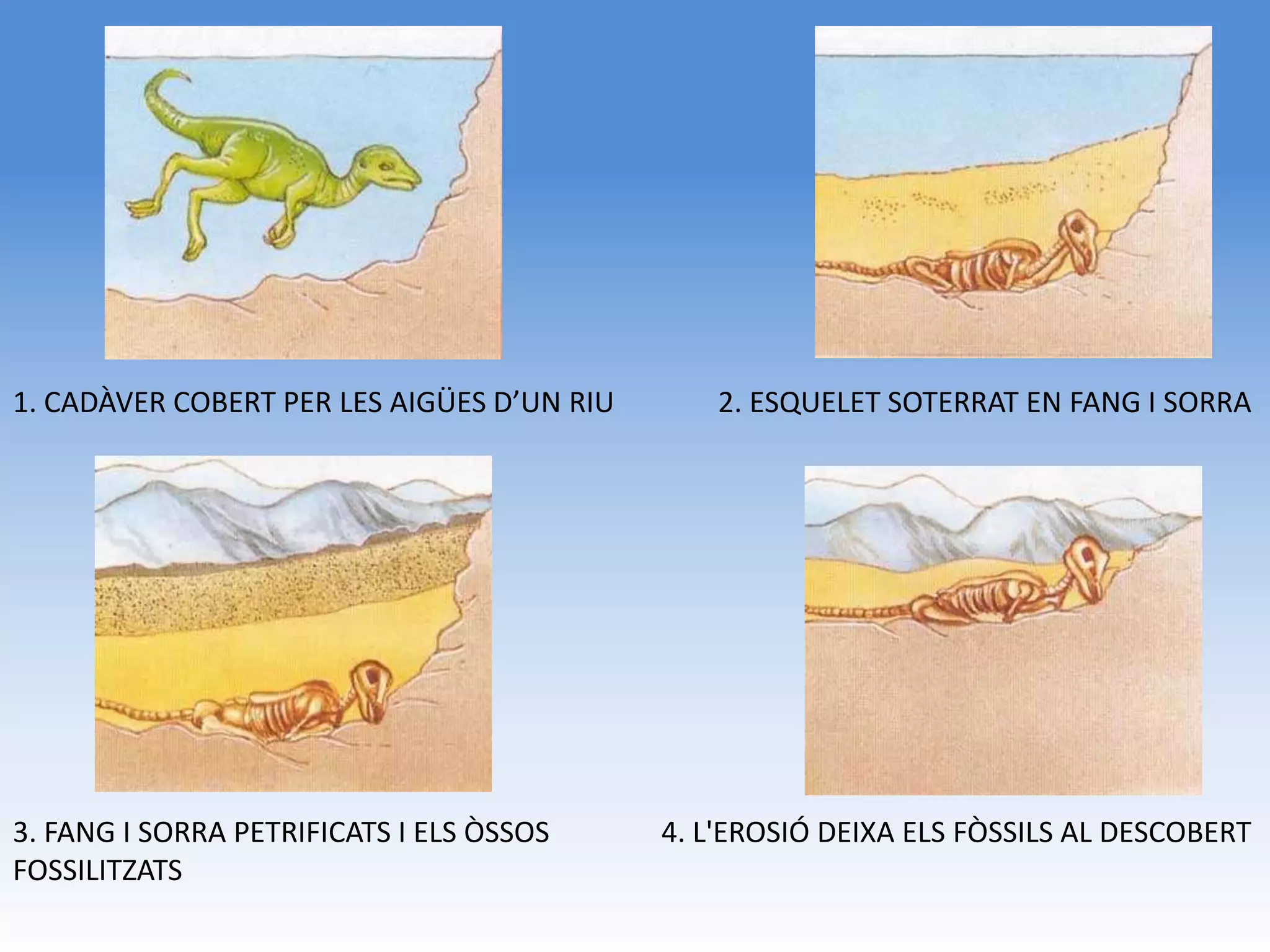1. CADÀVER COBERT PER LES AIGÜES D’UN RIU       2. ESQUELET SOTERRAT EN FANG I SORRA




3. FANG I SORRA PETRIFICATS I ELS ÒSSOS     4. L'EROSIÓ DEIXA ELS FÒSSILS AL DESCOBERT
FOSSILITZATS
 