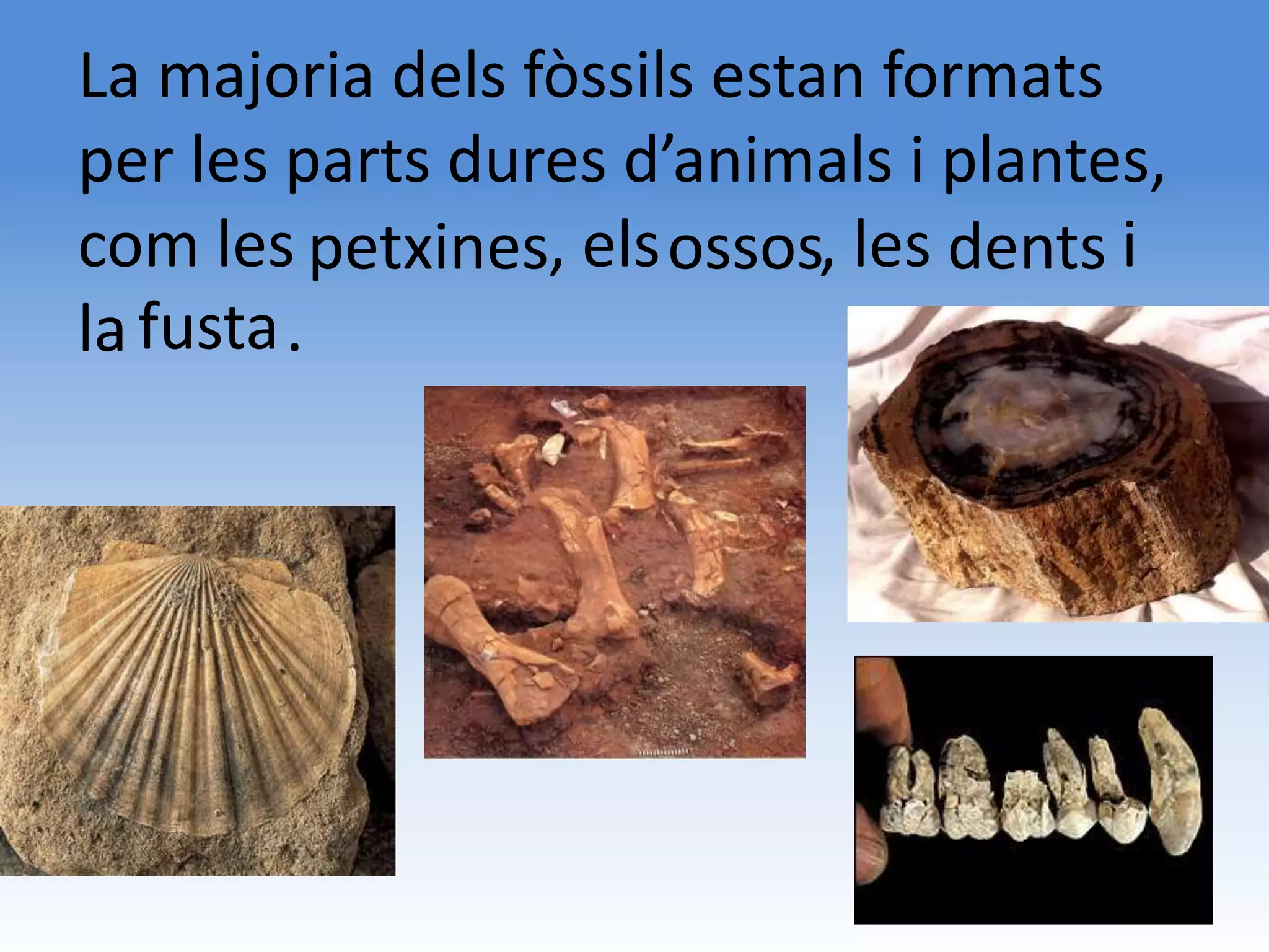 La majoria dels fòssils estan formats
per les parts dures d’animals i plantes,
com les petxines, els ossos, les dents i
la fusta .
 