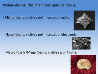 Podem distingir fàcilment tres tipus de fòssils:


· Micro fòssils: visibles pel microscopi òptic.



· Nano fòssils: visibles pel microscopi electrònic.



· Macro fòssils/Mega fòssils: visibles a ull humà.
 