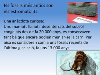 Els fòssils més antics són
els estromatòlits.
Una anècdota curiosa:
Uns mamuts llanuts desenterrats del subsòl
congelats des de fa 20.000 anys, es conservaven
tant bé que encara podien menjar-se la carn. Per
això es consideren com a uns fòssils recents de
l’última glaciació, fa uns 13.000 anys.
 