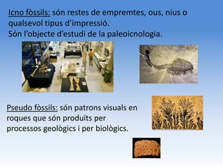 Icno fòssils: són restes de empremtes, ous, nius o
qualsevol tipus d’impressió.
Són l’objecte d’estudi de la paleoicnologia.




Pseudo fòssils: són patrons visuals en
roques que són produïts per
processos geològics i per biològics.
 