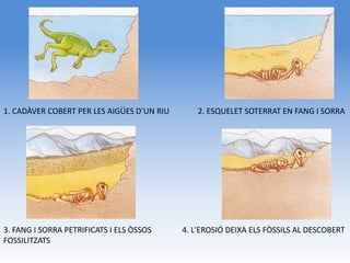 1. CADÀVER COBERT PER LES AIGÜES D’UN RIU       2. ESQUELET SOTERRAT EN FANG I SORRA




3. FANG I SORRA PETRIFICATS I ELS ÒSSOS     4. L'EROSIÓ DEIXA ELS FÒSSILS AL DESCOBERT
FOSSILITZATS
 
