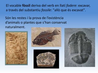 El vocable fòssil deriva del verb en llatí fodere: excavar,
a través del substantiu fossile: "allò que és excavat".

Són les restes i la prova de l’existència
d’animals o plantes que s’han conservat
naturalment.
 