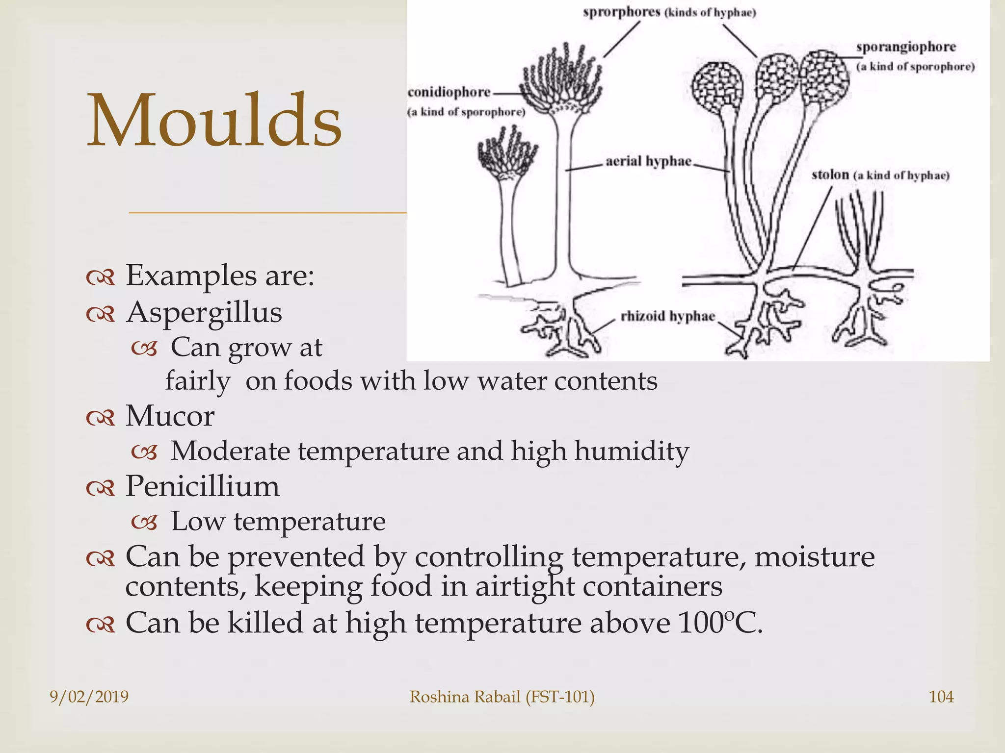 
 Examples are:
 Aspergillus
 Can grow at
fairly on foods with low water contents
 Mucor
 Moderate temperature and high humidity
 Penicillium
 Low temperature
 Can be prevented by controlling temperature, moisture
contents, keeping food in airtight containers
 Can be killed at high temperature above 100ºC.
9/02/2019 Roshina Rabail (FST-101) 104
Moulds
 