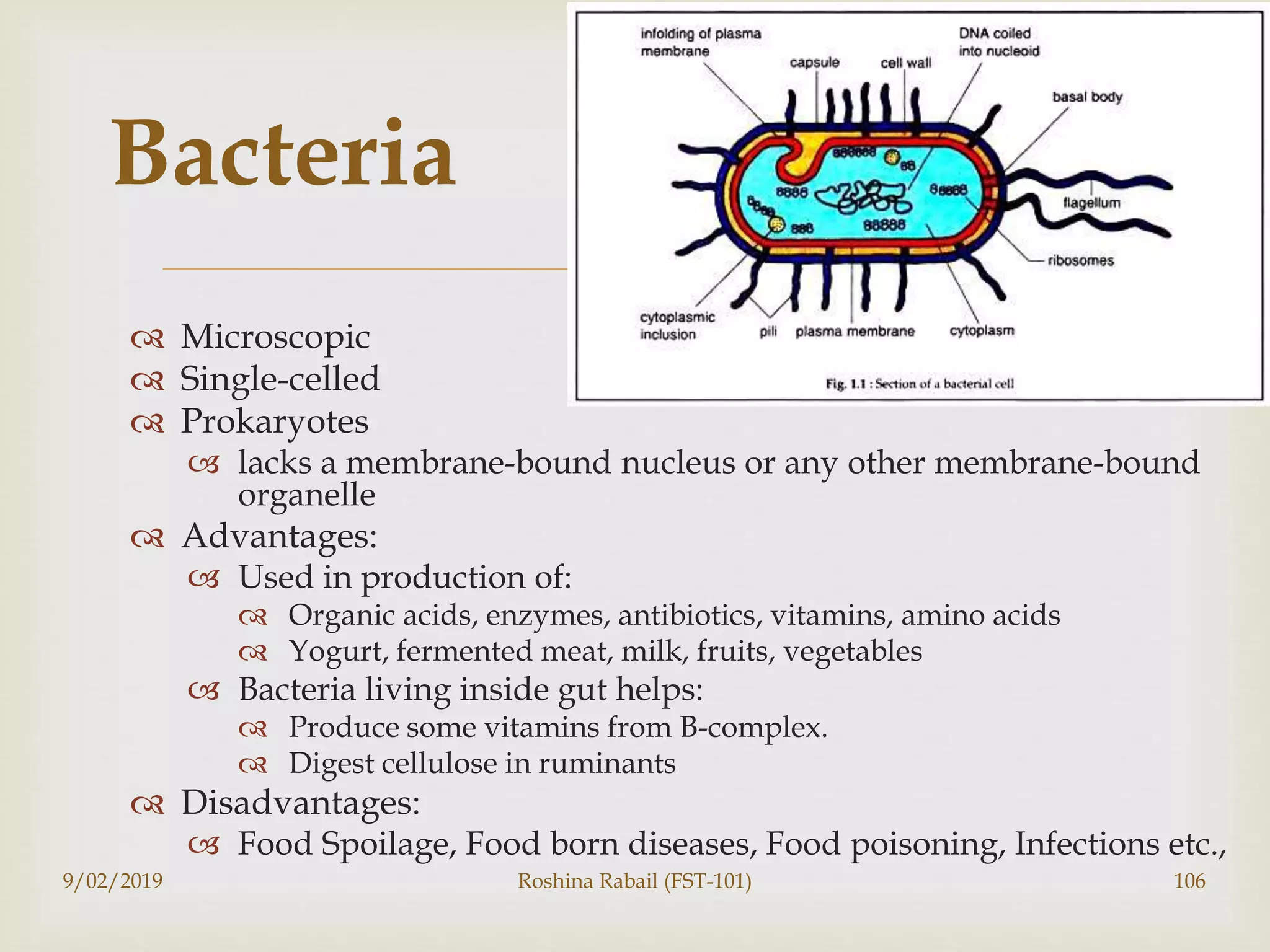 
 Microscopic
 Single-celled
 Prokaryotes
 lacks a membrane-bound nucleus or any other membrane-bound
organelle
 Advantages:
 Used in production of:
 Organic acids, enzymes, antibiotics, vitamins, amino acids
 Yogurt, fermented meat, milk, fruits, vegetables
 Bacteria living inside gut helps:
 Produce some vitamins from B-complex.
 Digest cellulose in ruminants
 Disadvantages:
 Food Spoilage, Food born diseases, Food poisoning, Infections etc.,
9/02/2019 Roshina Rabail (FST-101) 106
Bacteria
 